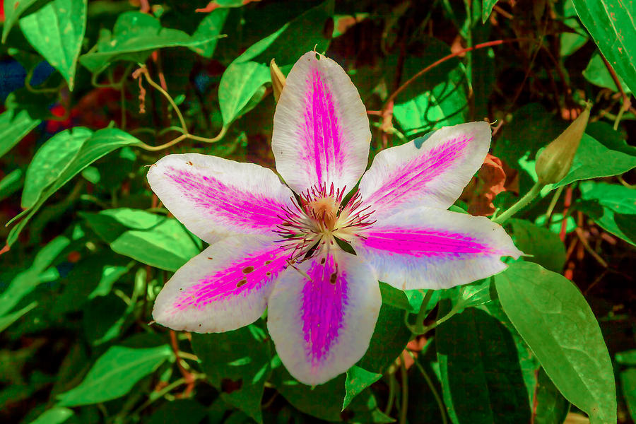 Plain Clematis Photograph by Judy Wright Lott