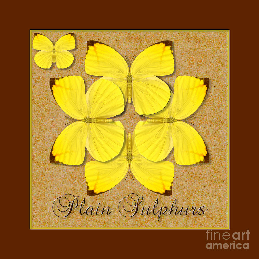 Plain Sulphur Butterfly Wheel Photograph by Melissa A Benson