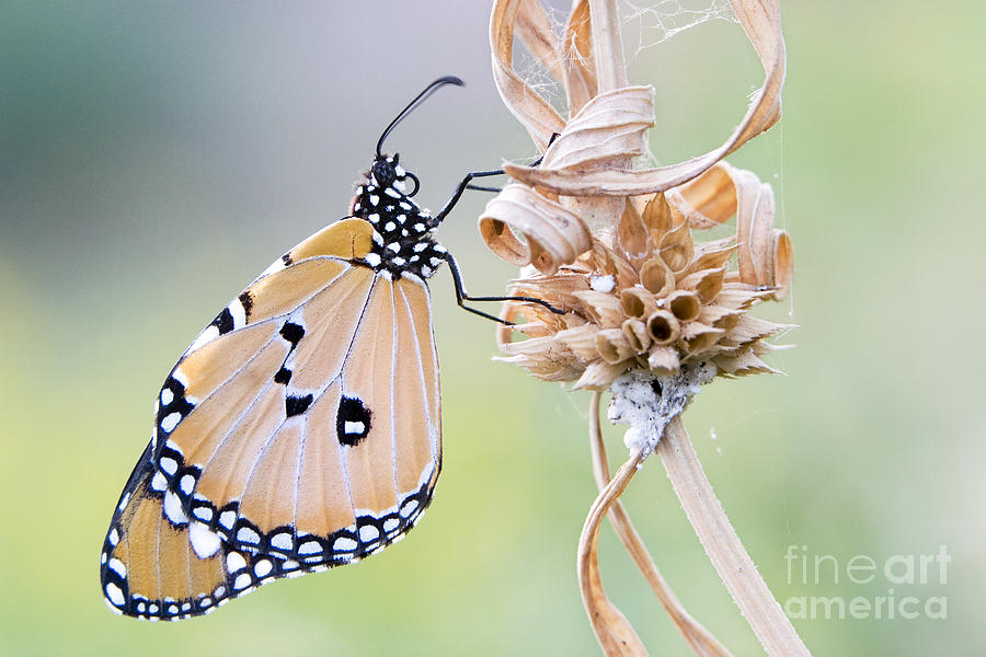 Plain Tiger Butterfly Resting Photograph by Tim Gainey