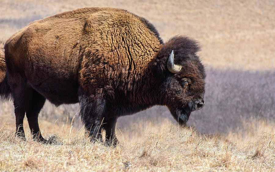 Plains Bison Bull Photograph by David Drew