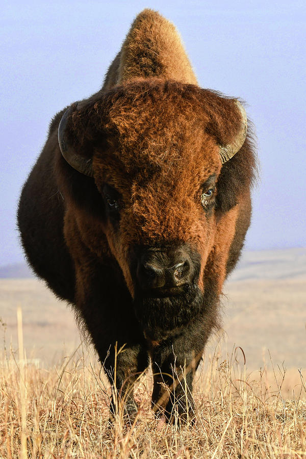 Plains Bison Bull Portait Photograph by David Drew