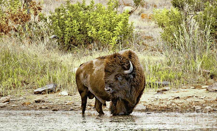 Plains Buffalo At Creekside Photograph by Robert Frederick
