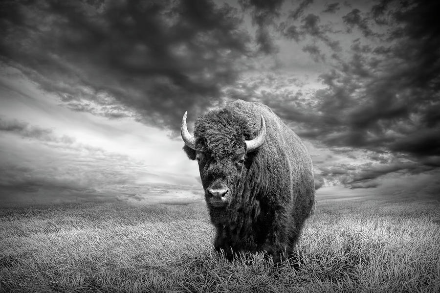 Plains Buffalo On The Prairie In Black And White Photograph