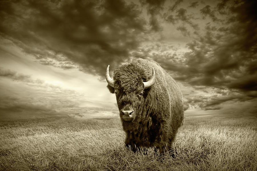 Plains Buffalo On The Prairie In Sepia Tone Photograph