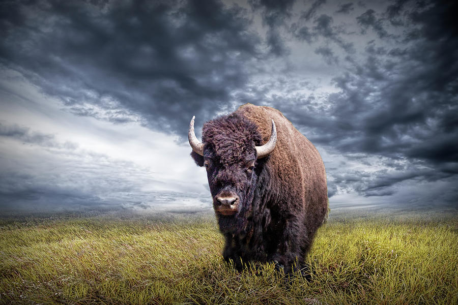 Plains Buffalo on the Prairie Photograph by Randall Nyhof