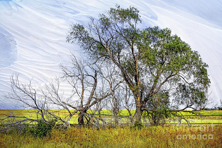 Plains Tree Digital Art by Deb Nakano