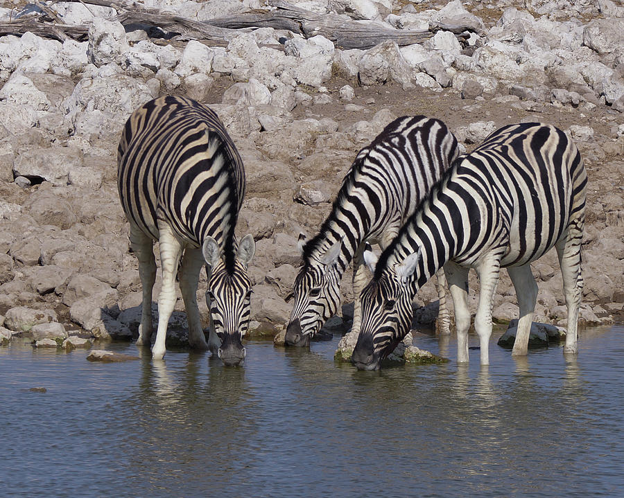 Plains Zebra Photograph by Ernest Echols