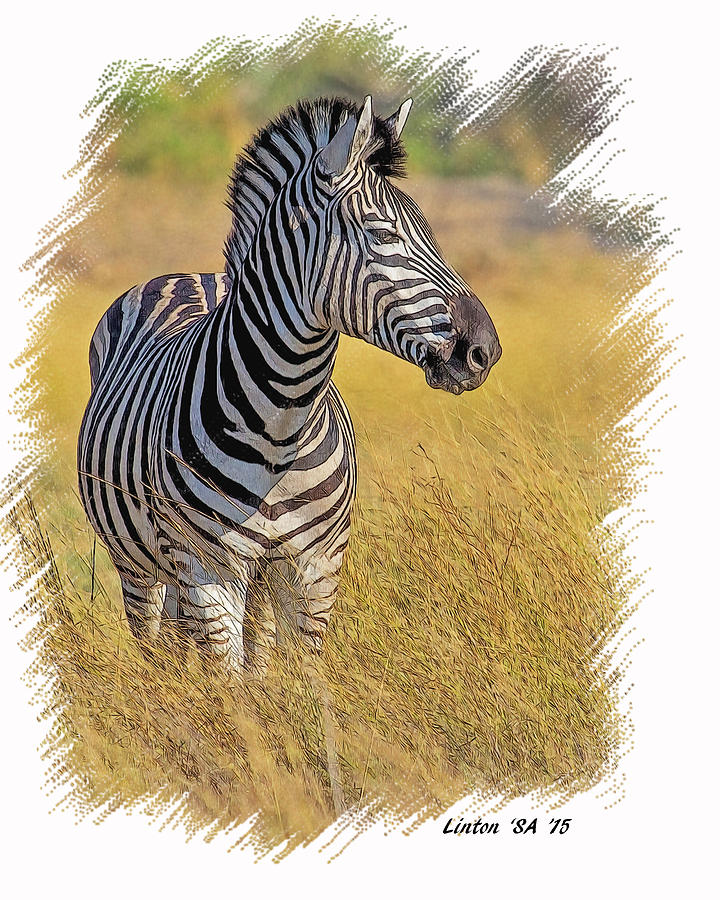 Plains Zebra Digital Art by Larry Linton