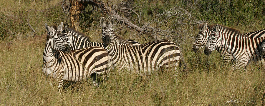 Plains Zebra Serengeti Tanzania  Photograph by Joseph G Holland