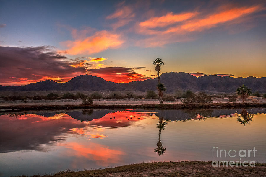 Plam Tree Reflection Photograph by Robert Bales