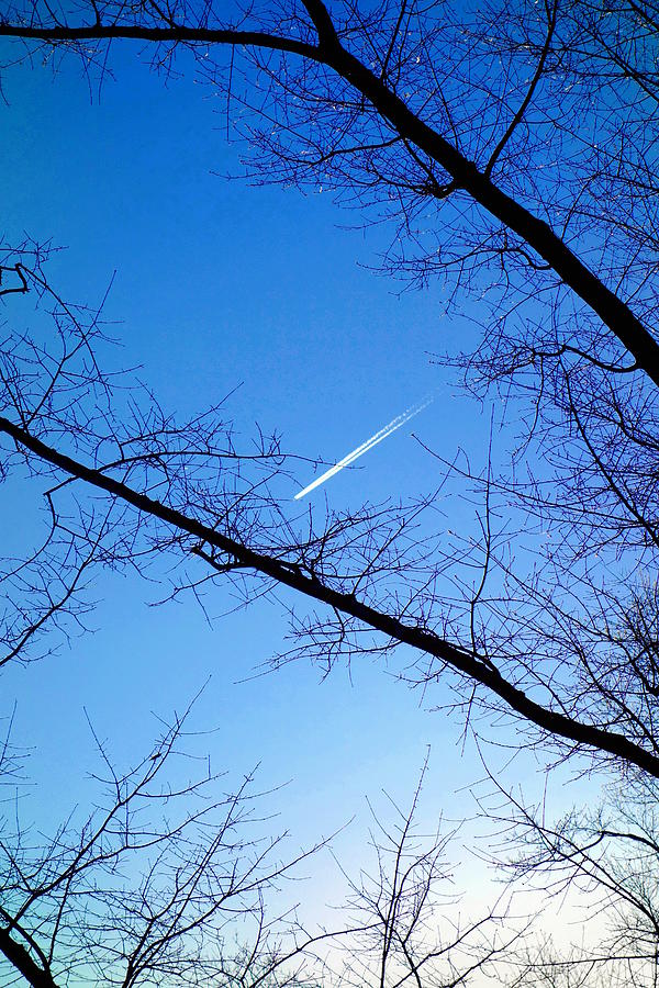 Plane and Trees Photograph by Valentino Visentini