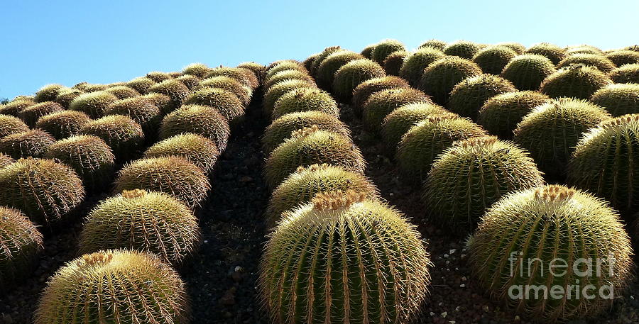 Planet of Cactus Photograph by Anna  Duyunova