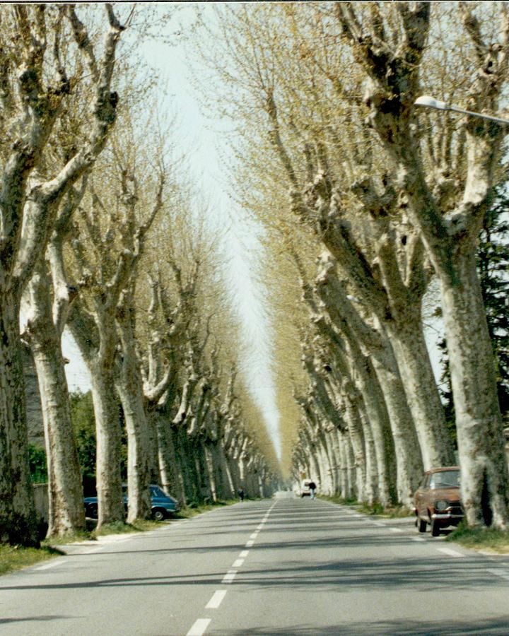 Planetrees outside Saint Remy de Provence Photograph by Christopher J Kirby