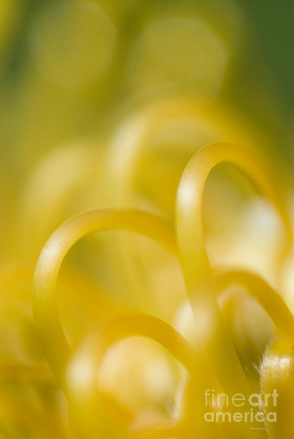 Plant Abstract Photograph by Ray Laskowitz - Printscapes