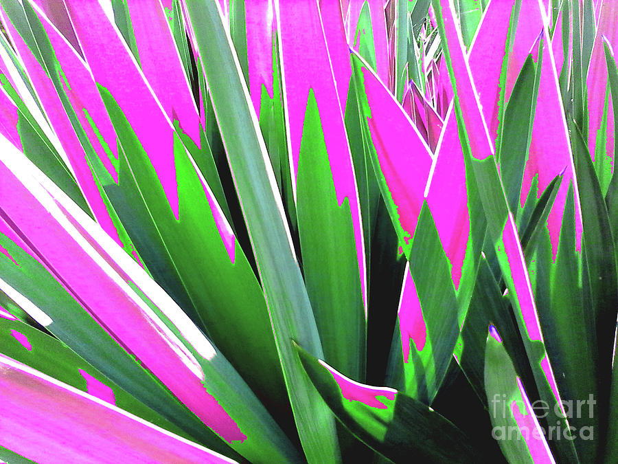 Plant Burst - Pink Photograph by Rebecca Harman