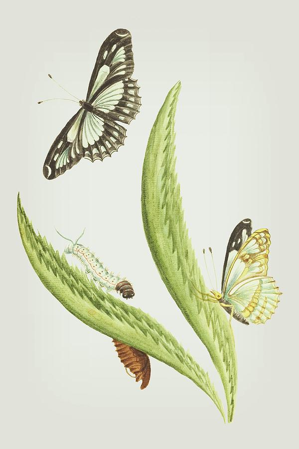 Plant Caterpillar And Butterflies by Cornelis Markee1763 Mixed Media by Movie Poster Prints