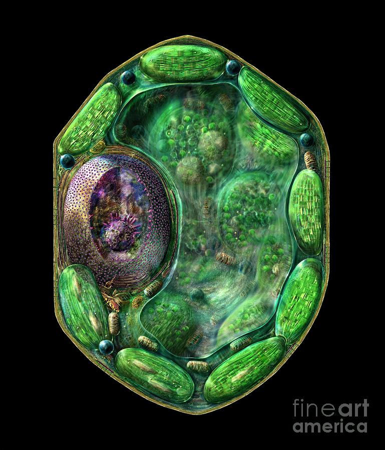 Vegetable Digital Art - Plant Cell by Russell Kightley