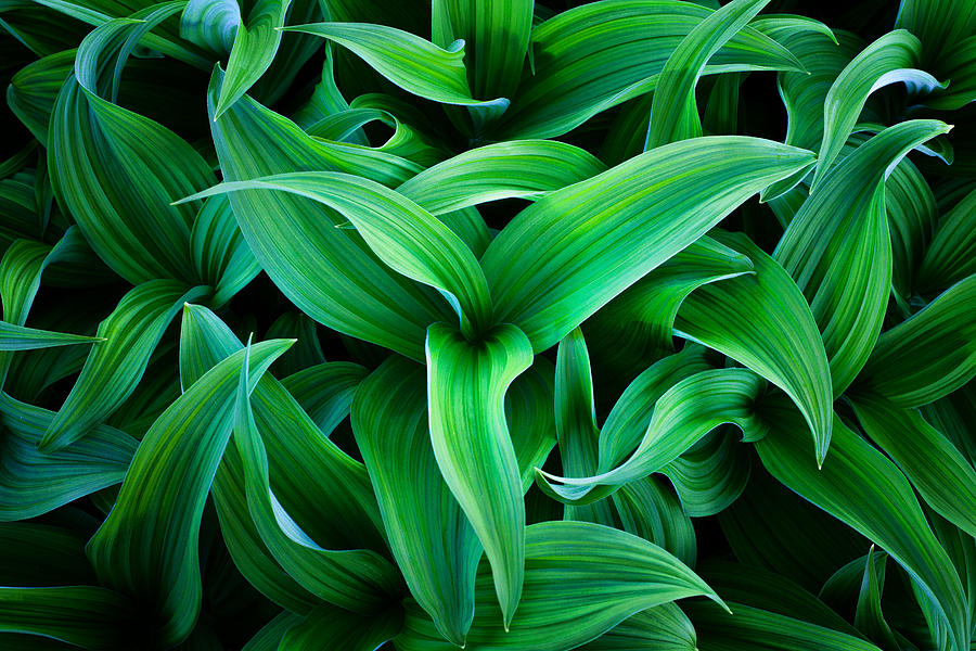 Plant Chaos Photograph by Darren White