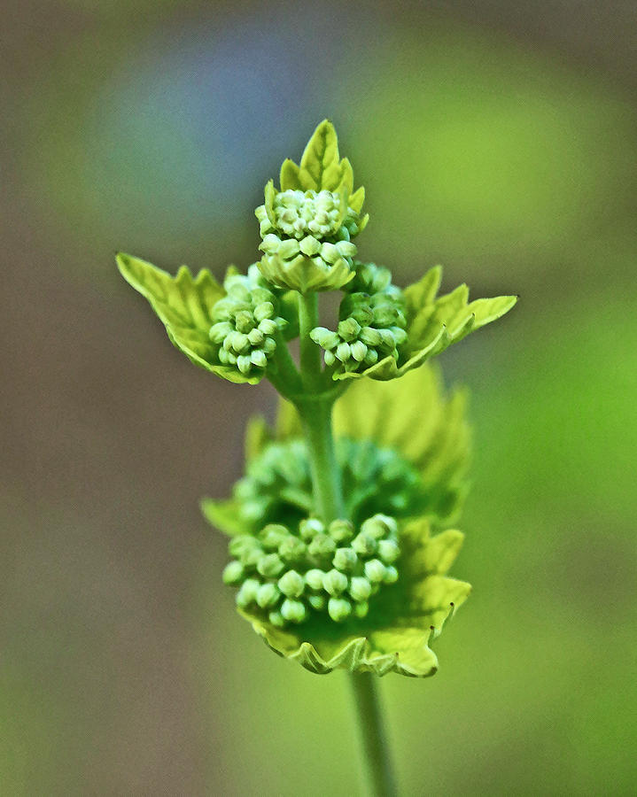 Plant Devil Photograph by Alan Olansky