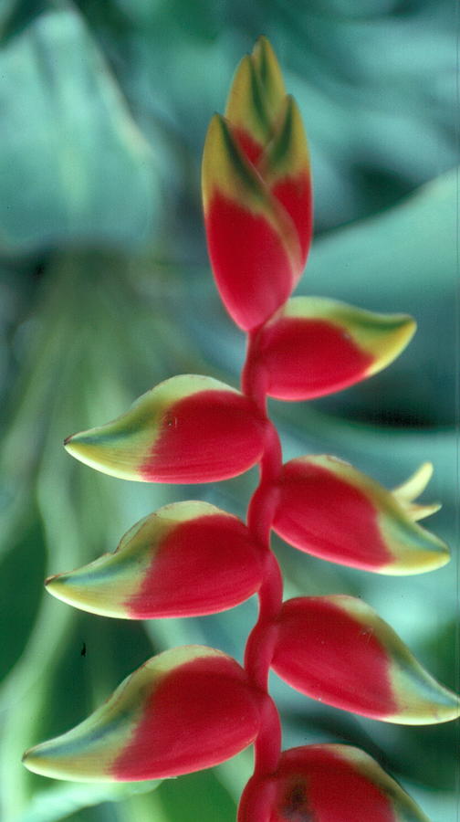 Plant Photograph by Douglas Pike