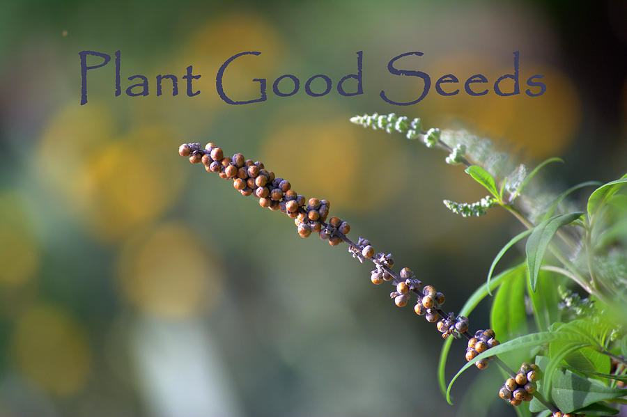 Plant Good Seeds with Text Photograph by Mark Bell - Fine Art America