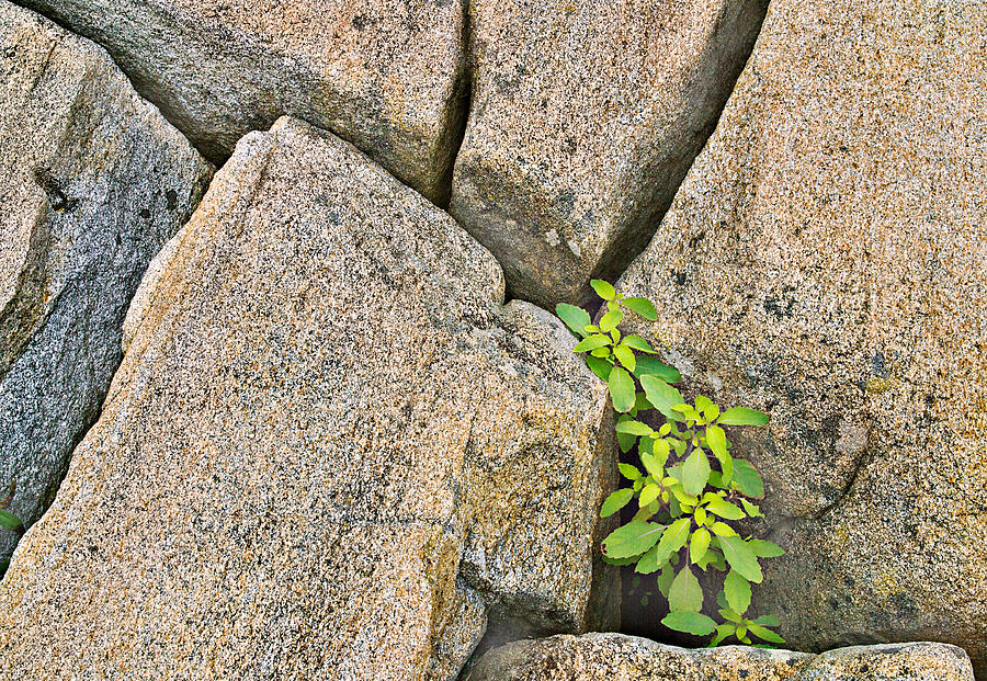 Plant in Granite Crevice Abstract Photograph by Peter J Sucy