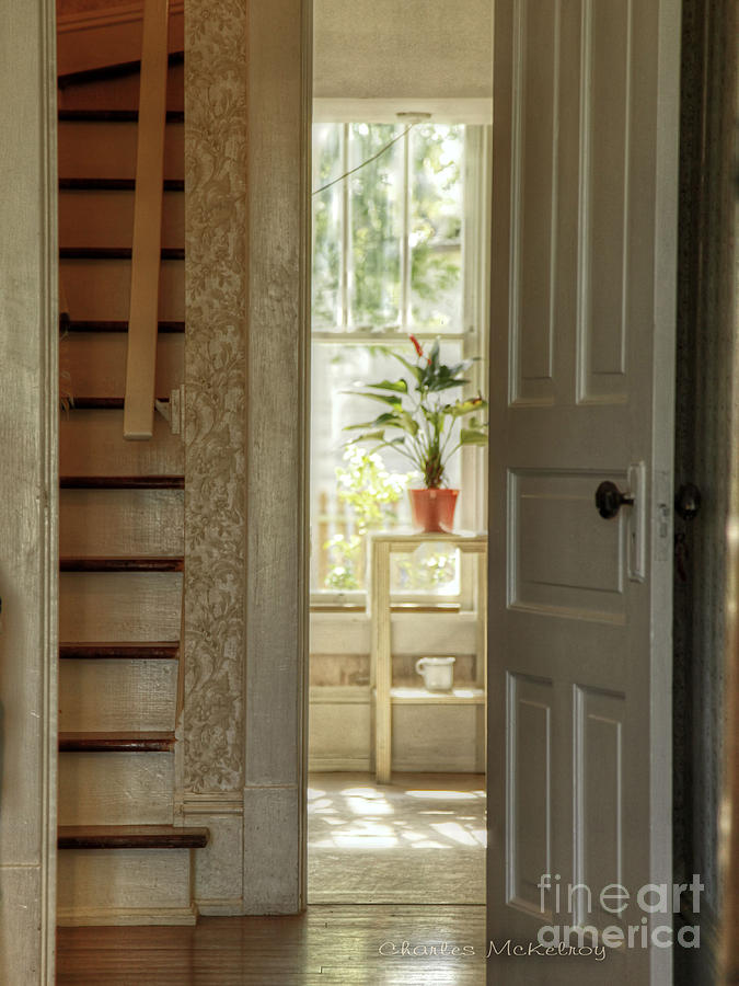 Plant in Window by Charles McKelroy Plant in Window by Charles McKelroy