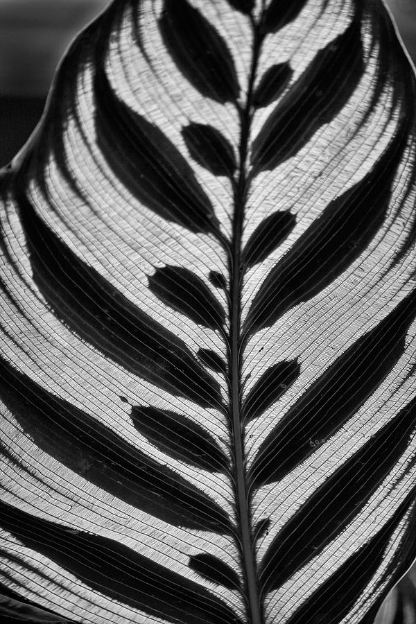 Plant Leaf Photograph by Cheryl Day
