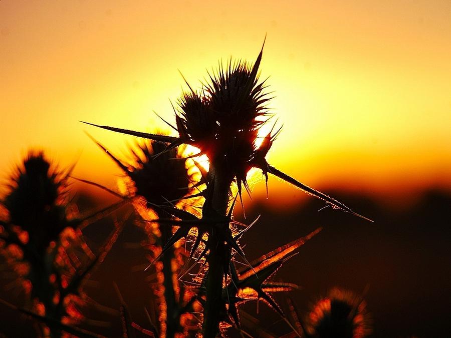 Plant of hope Photograph by Benjamin Bauer - Fine Art America