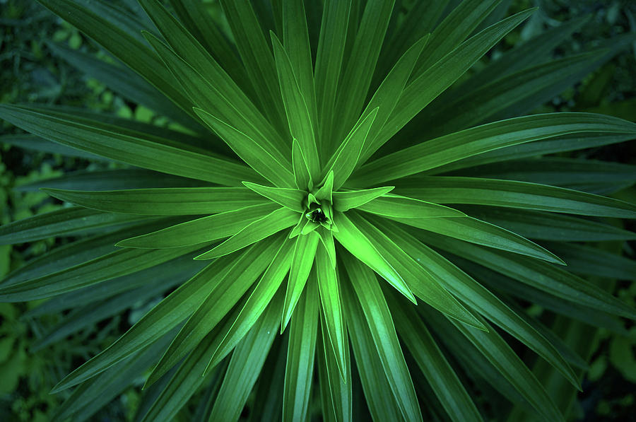 Plant Pattern Photograph