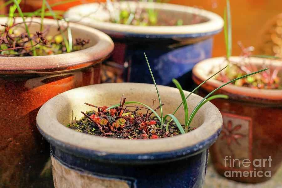 Plant Pots Photograph by Jim Orr