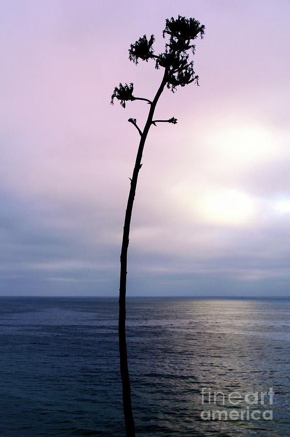 Plant Silhouette over Ocean Photograph by Mariola Bitner