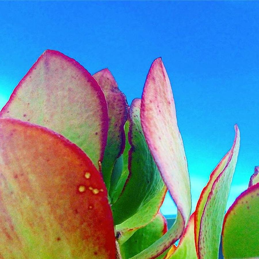 Flower Photograph - Flower blue sky by Flavien Gillet