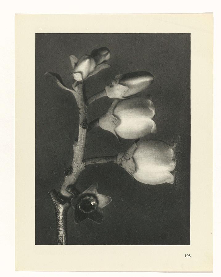Plant Studies, 1928, Nature Series, By Karl Blossfeldt Painting