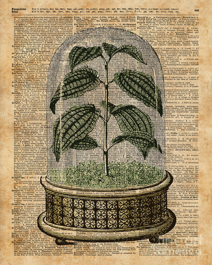 Nature Digital Art - Plant Under Bell-Glass Vintage Illustration Over a Old Dictionary Page  by Anna W