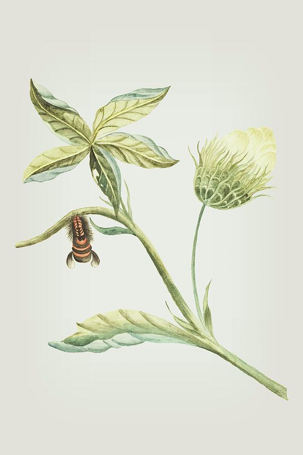 Plant With Flower And leaves Caterpillar Changing Into A Moth by Cornelis Markee 1763 Mixed Media by Movie Poster Prints