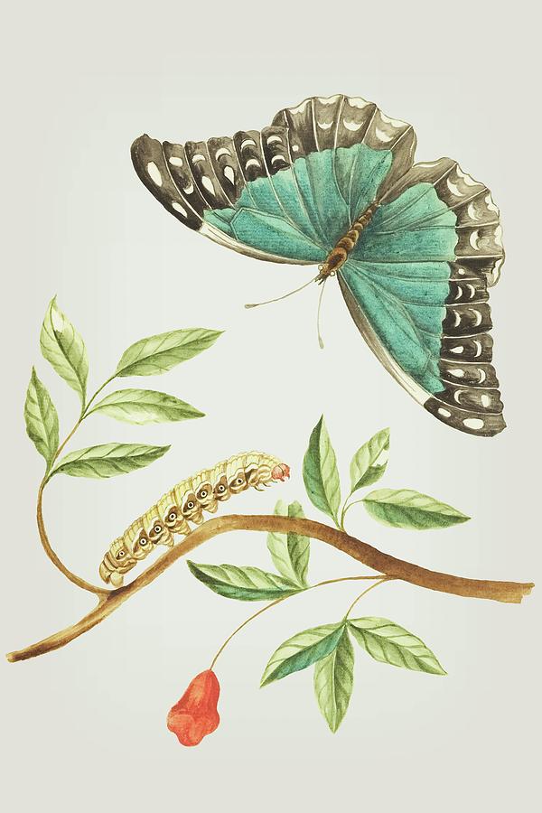 Plant With Leaves And Flower Caterpillar And Butterfly by Cornelis Markee 1763 Mixed Media by Movie Poster Prints