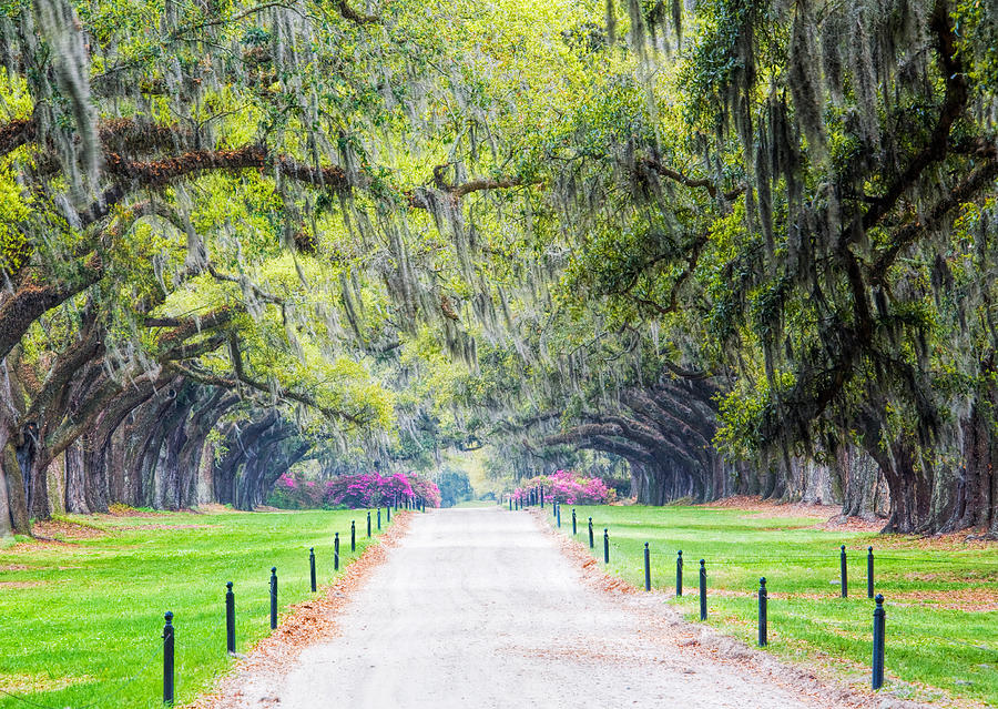 Plantation Photograph by Eggers Photography