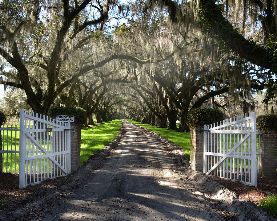 Tree Photograph - Plantation Gate, Beaufort County, South Carolina by Jerry Griffin