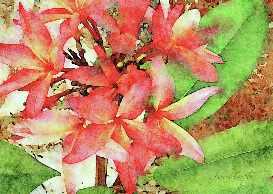 Plumeria Digital Art - Autumn Plumeria by James Temple