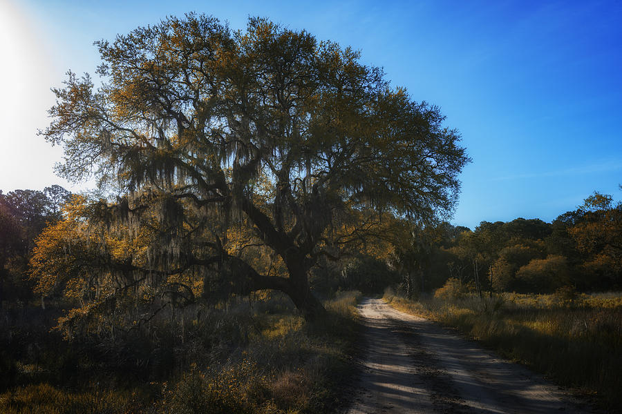 Tree Photograph - Plantation Road by Rick Berk
