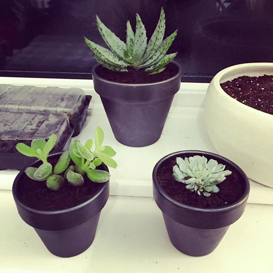 Planted Up Some New Succulents Today - Photograph by Charlotte Musha