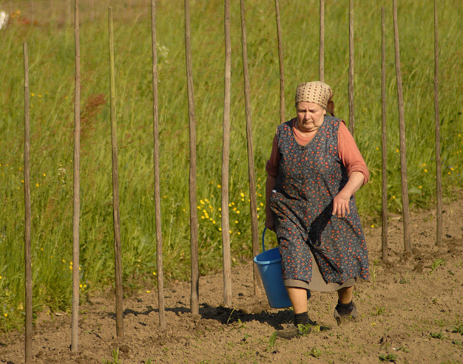 Planting Beans in Croatia Photograph by Don Wolf