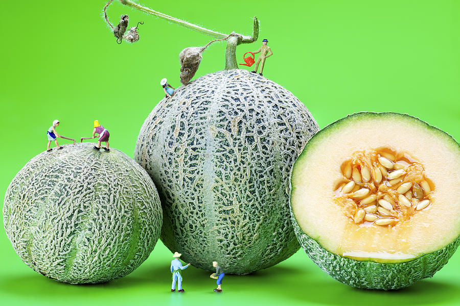 Planting cantaloupe melons little people on food Photograph by Paul Ge