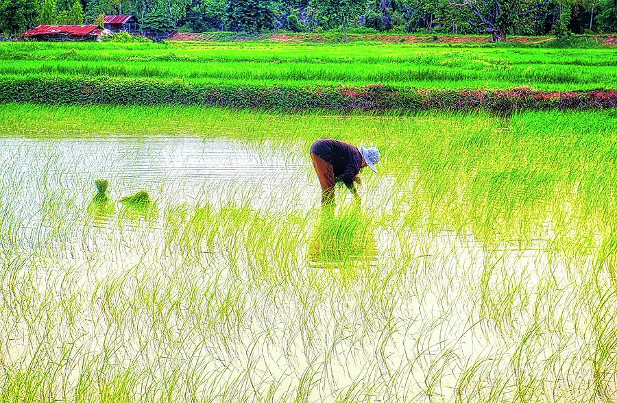 Planting Rice Photograph by Ian Gledhill