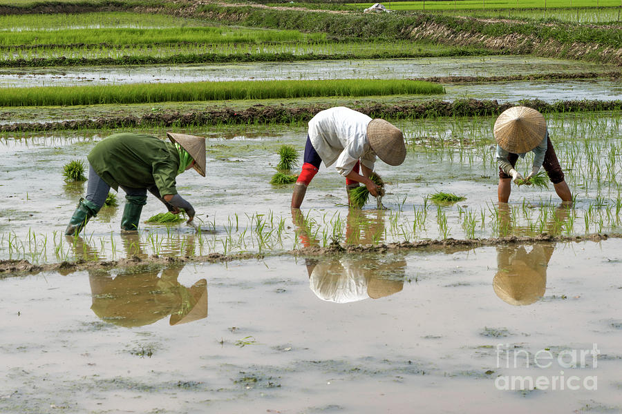 Planting Rice Photograph by Peter Dang