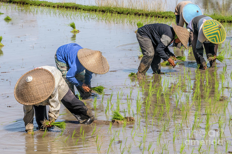 Planting Rice Seedlings Photograph by Werner Padarin