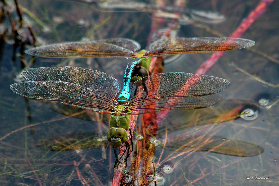 Planting Young Dragonfly Reflections Art Photograph