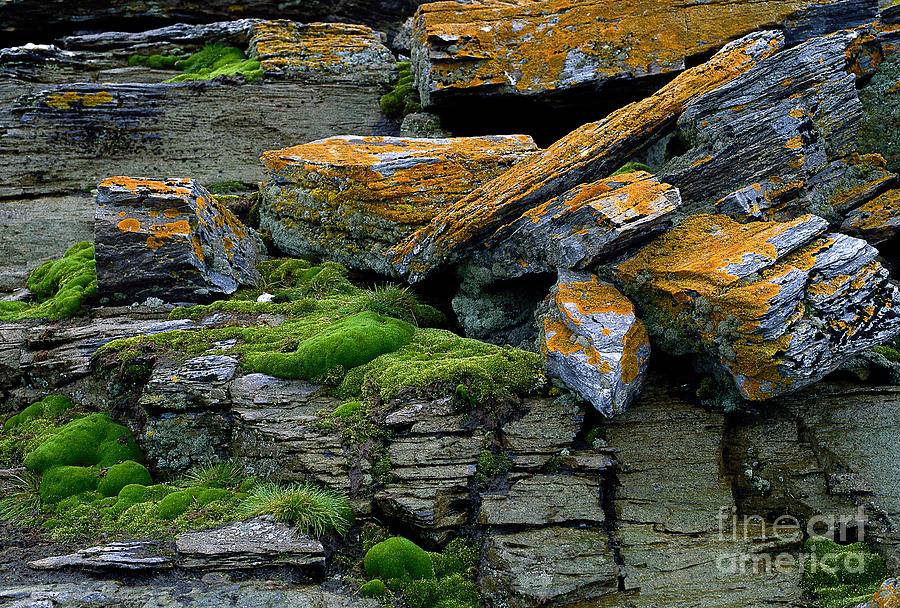 Plants And Lichen, Antarctica Photograph by Winfried Wisniewski