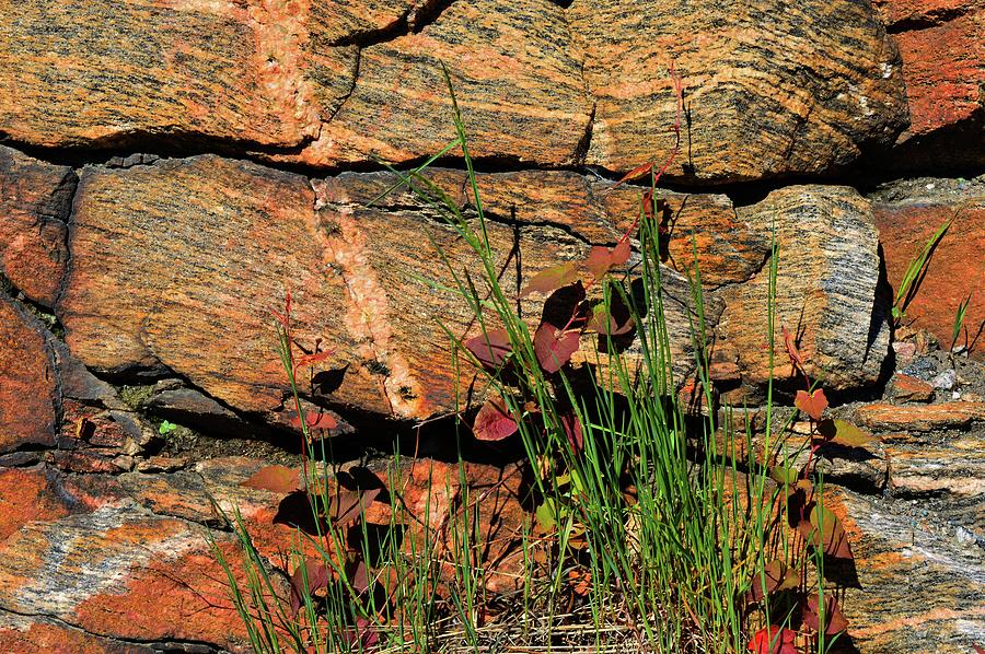 Plants By The Rock  Photograph by Lyle Crump